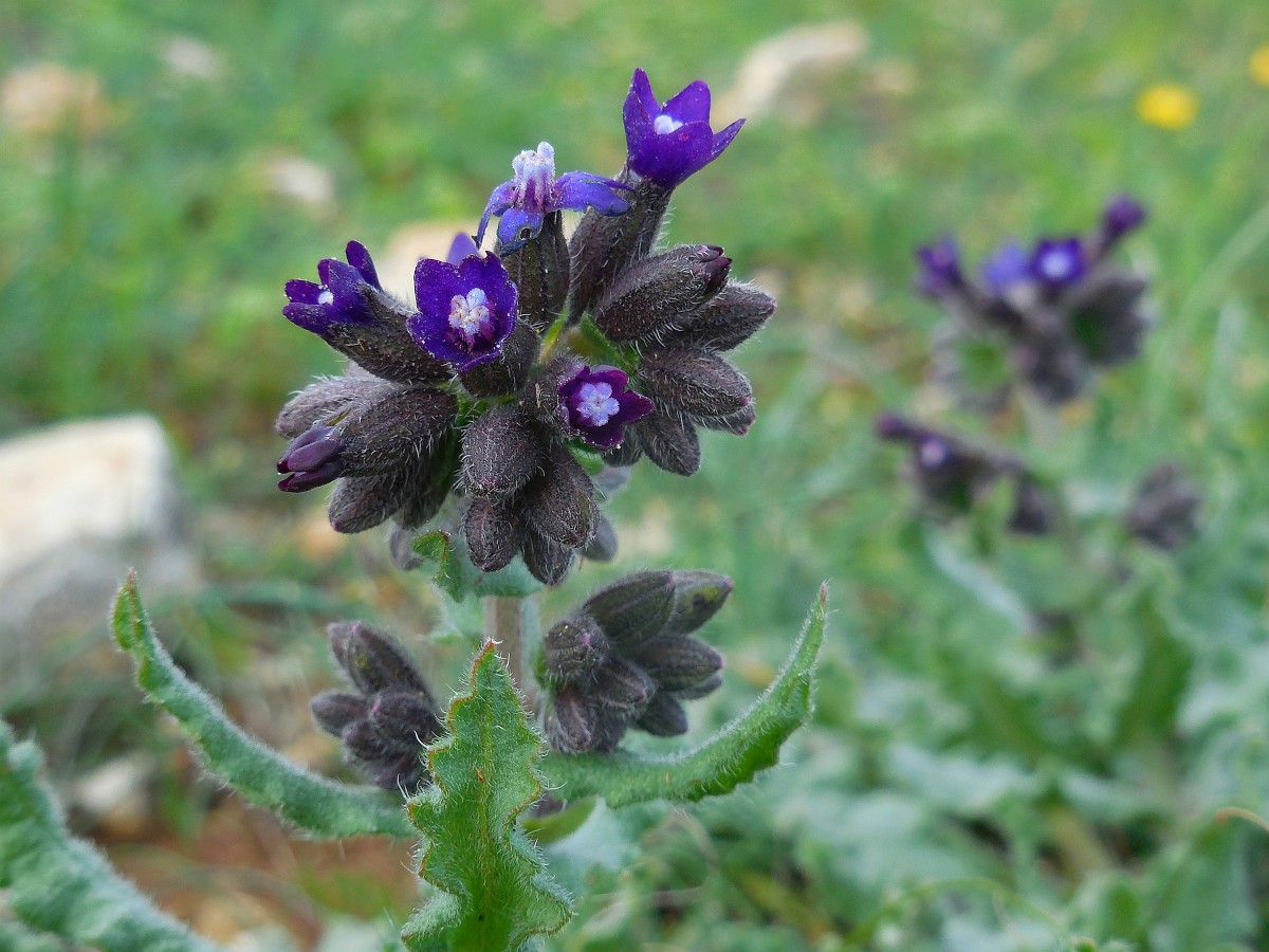 Anchusa undulata